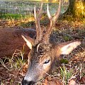 9 Pointer Roe Buck 