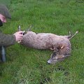 Scotish  Malformed Roe Buck 