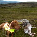 Red Grouse and Mountain Hare with my pointer. 