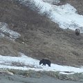 East siberia Brown bear hunt www.sergoutfitter.com