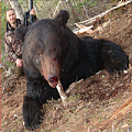 Amur bear hunt