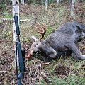 This years moose, 13 points 