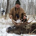 My first moose in Russia