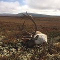 Trophy reindeers and red stag. Atlantic salmon fishing