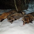 Raccoon dogs and fox