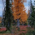 Lapland scenery on september