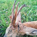 Special trophy of Roe deer, hunted by my daughter