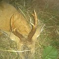 Bronze roe deer from our loc