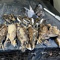 Snipe and woodcock shooting in UK