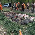 Driven hunt for wild boars, fallows and mouflons
