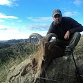 barbary sheep