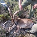 Spanish South Ibex