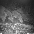 wild boars in feed place