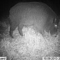 nice boar from my trail camera