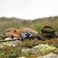 Marmot hunt in Austria
