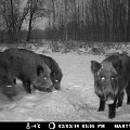 Wild boars 