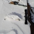 Mountain grouse with rifle, we hunt both stalking with rifles and shotgun over pointing dogs.
