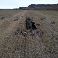 in Iceland. goose hunting. got nine geese of six thousand geese that were there. magnificent to see all the geese, flying all around us.