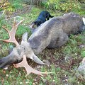 Moosehunting on my hunting area in south of sweden