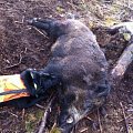 Nice boar shoot for my boar/moosedog